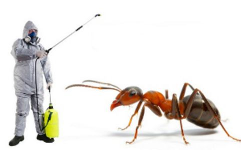 Myrer - bekæmpelse og forebyggelse
